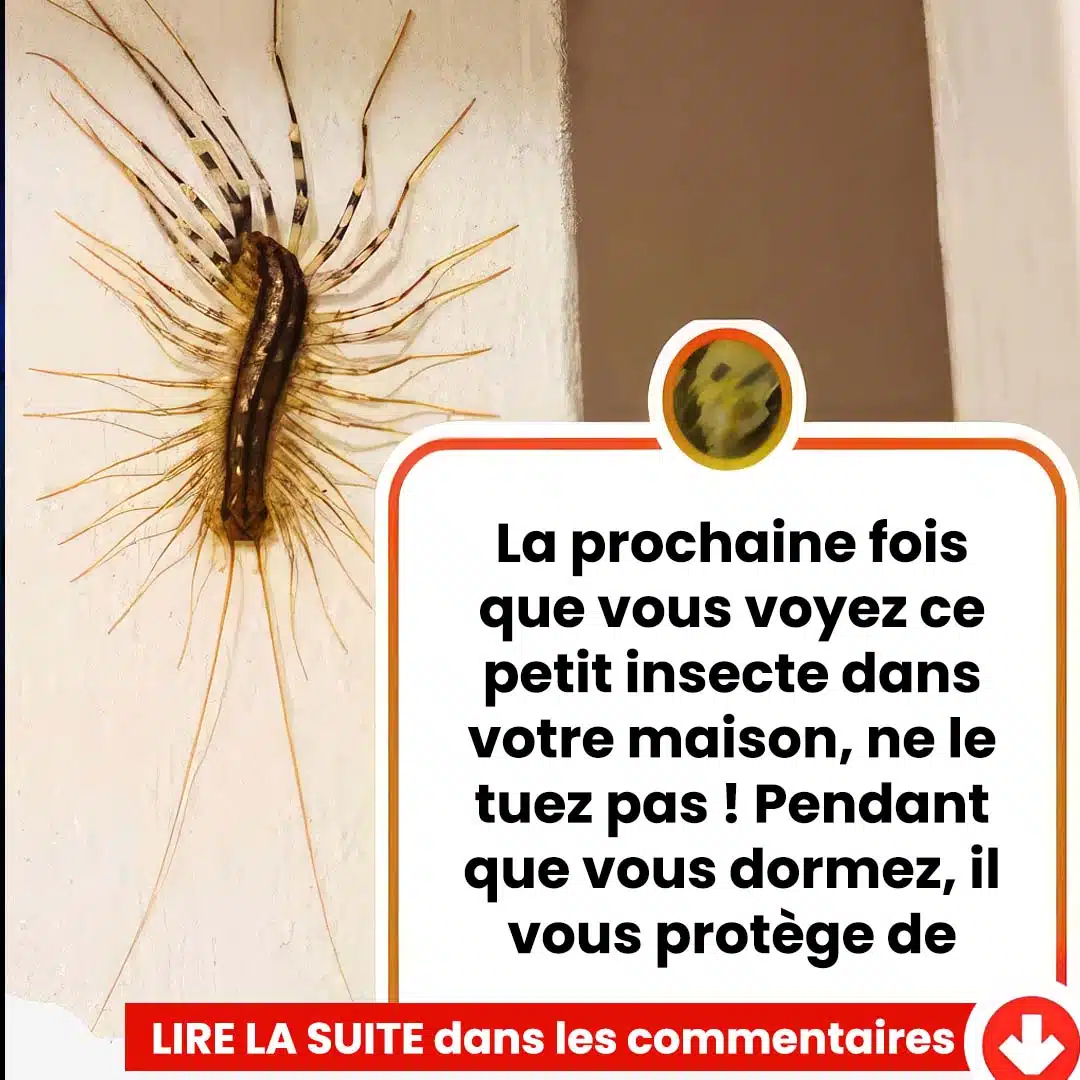 La prochaine fois que vous voyez ce petit insecte dans votre maison, ne le touchez pas