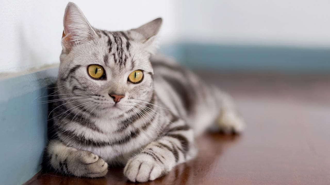 La race de votre chat révèle votre vraie personnalité