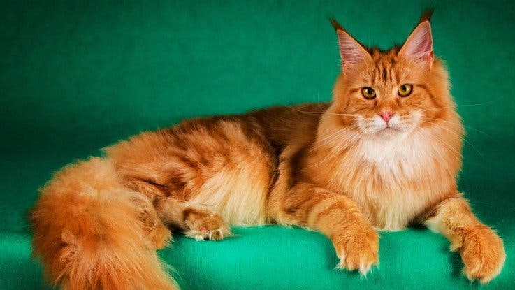 La race de votre chat révèle votre vraie personnalité