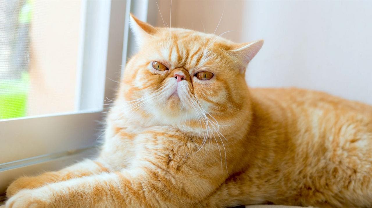 La race de votre chat révèle votre vraie personnalité