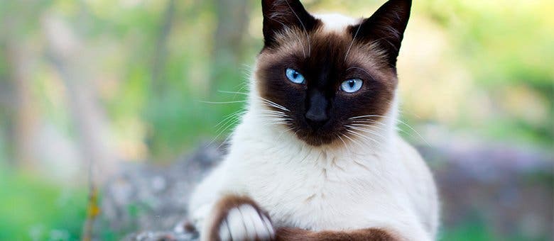 La race de votre chat révèle votre vraie personnalité