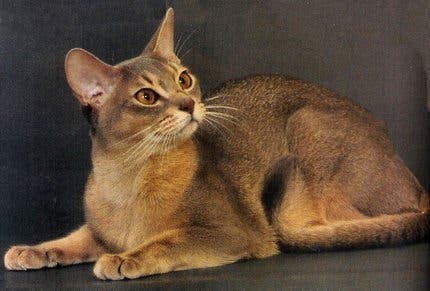 La race de votre chat révèle votre vraie personnalité