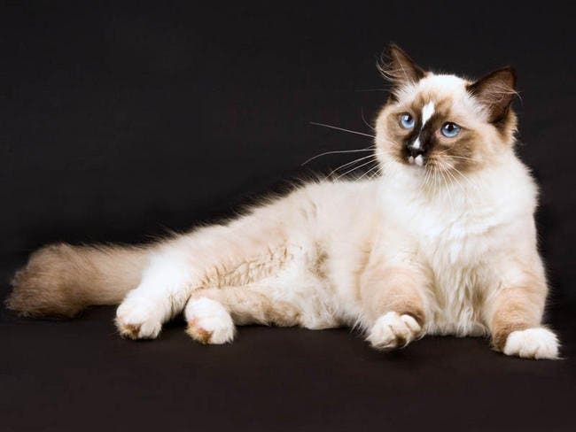 La race de votre chat révèle votre vraie personnalité