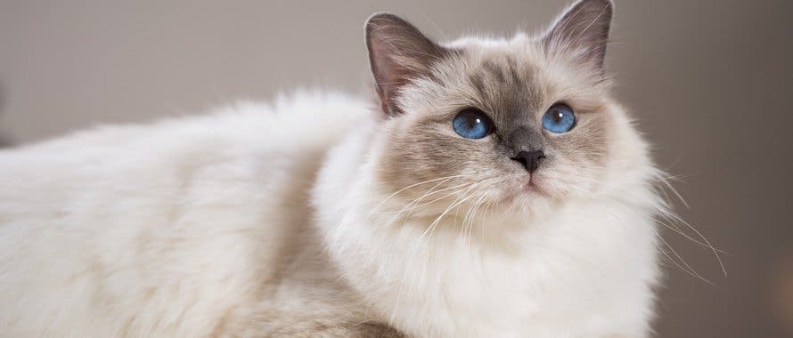 La race de votre chat révèle votre vraie personnalité