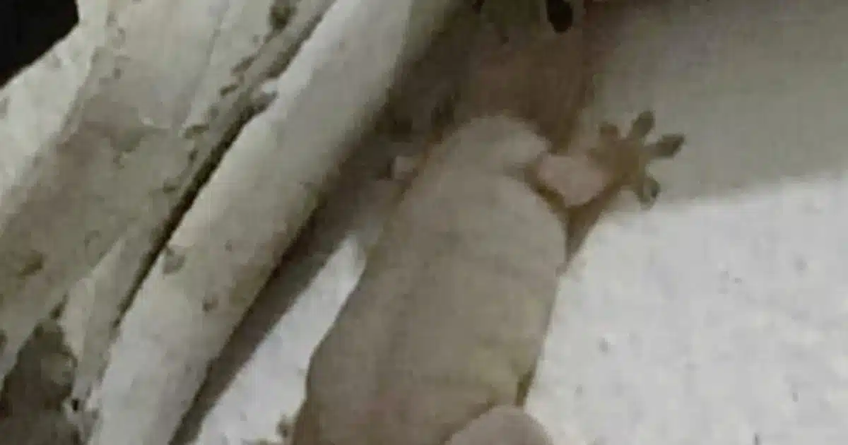 La signification de l’apparition d’une chouette et d’autres animaux porte-bonheur