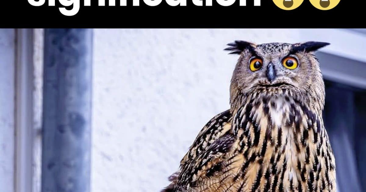 La symbolique du hibou quand il apparaît près de chez vous