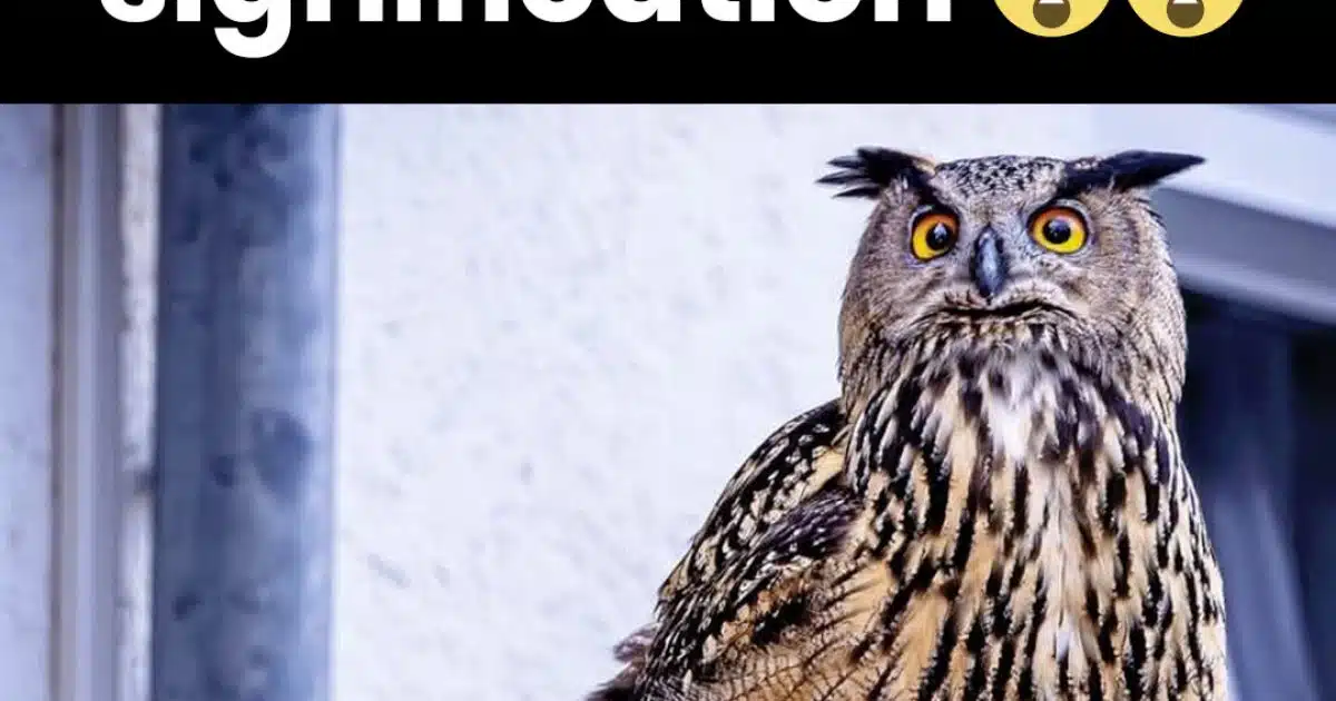 La symbolique du hibou quand il apparaît près de chez vous