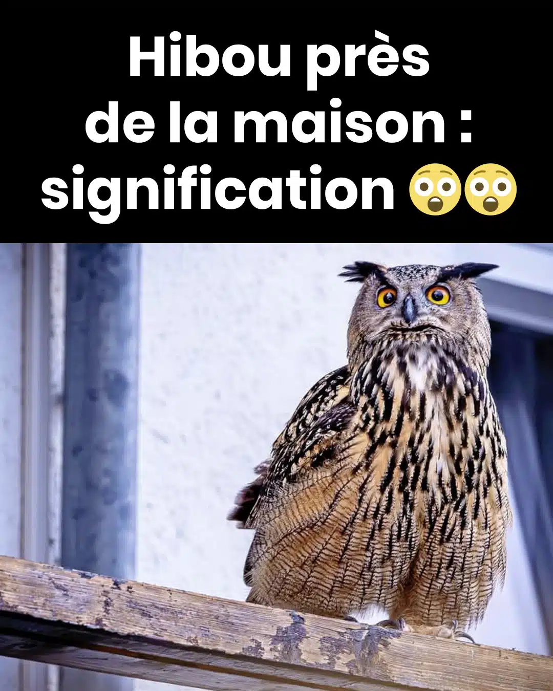 La symbolique du hibou quand il apparaît près de chez vous