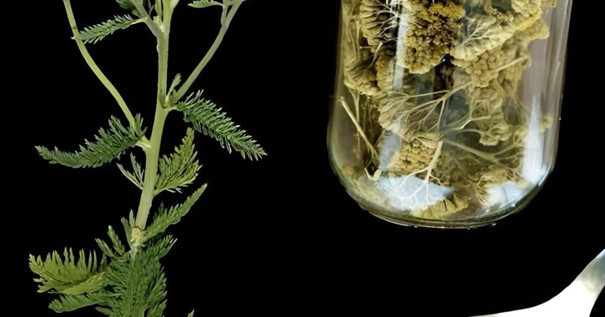L'achillée millefeuille : une plante médicinale intemporelle aux bienfaits étonnants pour la santé