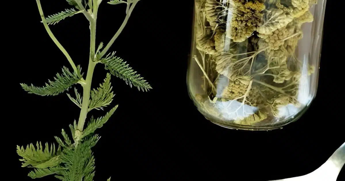 L'achillée millefeuille : une plante médicinale intemporelle aux bienfaits étonnants pour la santé