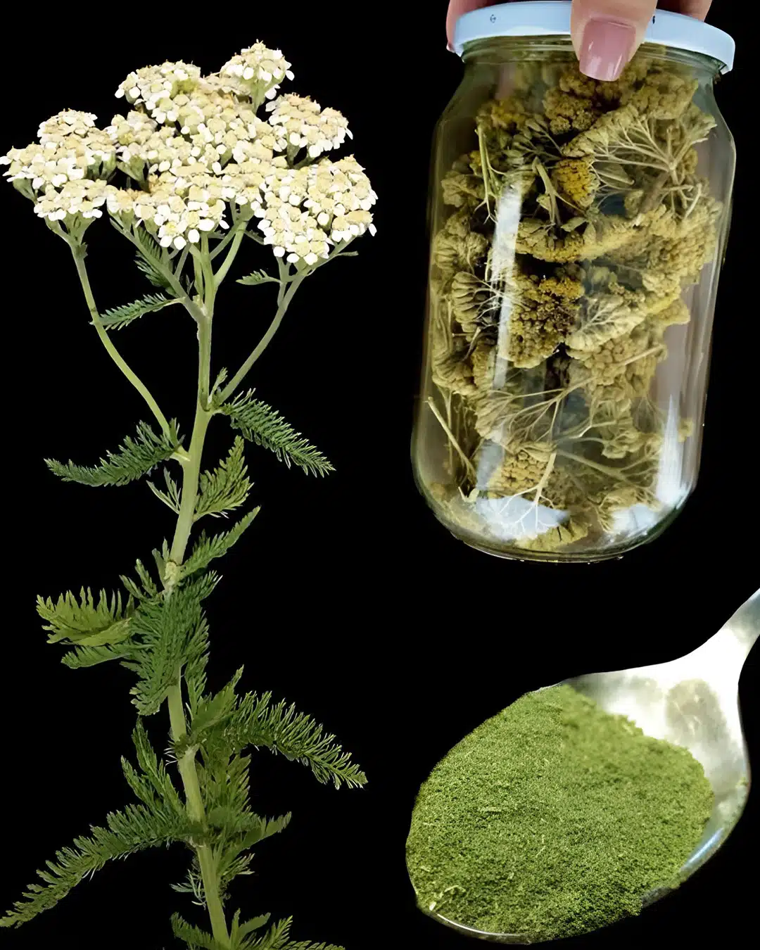 L'achillée millefeuille : une plante médicinale intemporelle aux bienfaits étonnants pour la santé