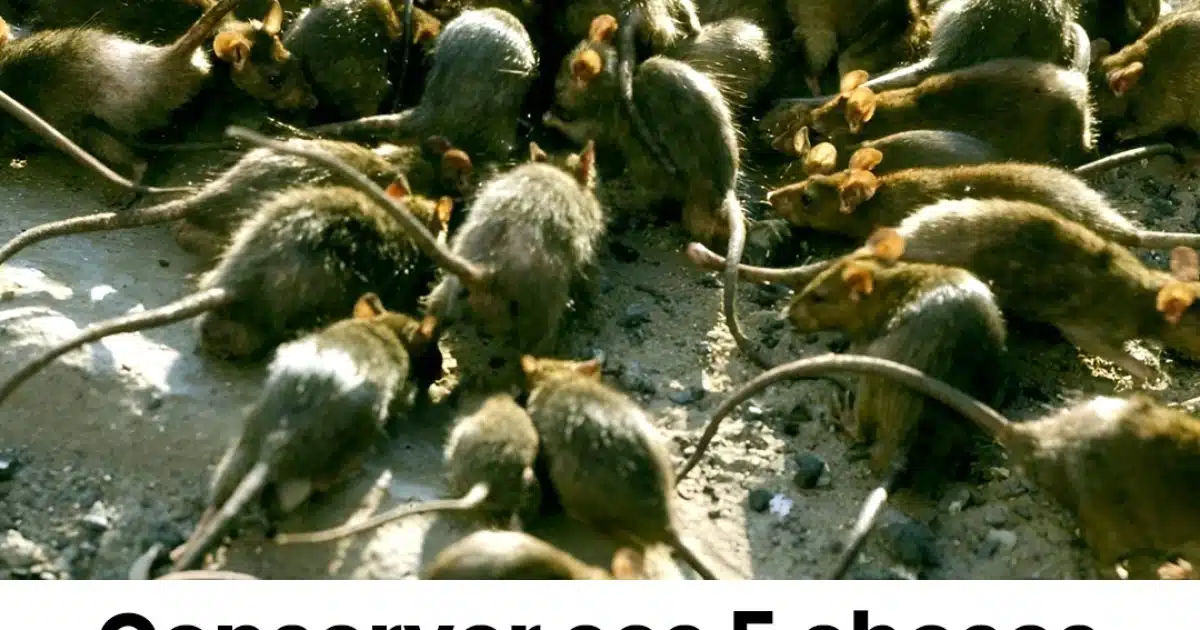 Laisser ces cinq choses dans votre jardin pourrait « encourager une invasion de rats ».