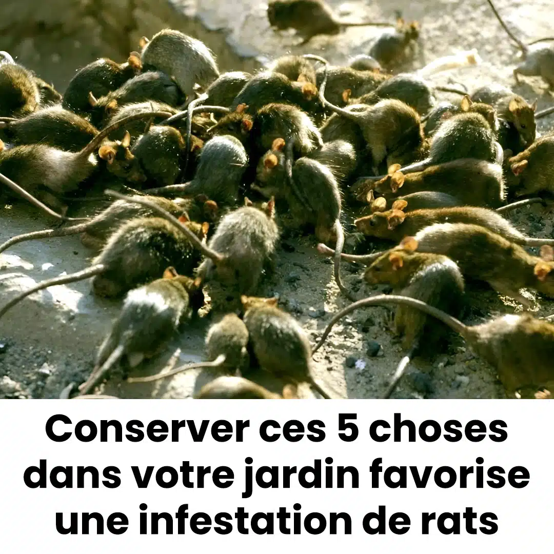 Laisser ces cinq choses dans votre jardin pourrait « encourager une invasion de rats ».