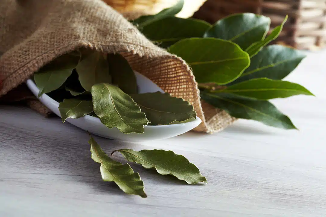 Feuilles de laurier fraîches