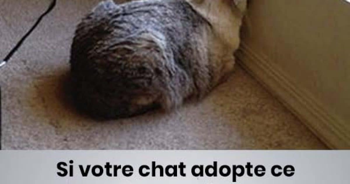 Le fait de presser la tête chez les chiens et les chats peut être un signe d'alerte pour une maladie