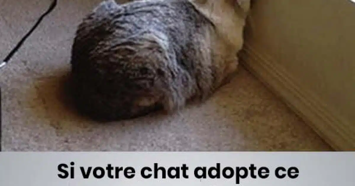 Le fait de presser la tête chez les chiens et les chats peut être un signe d'alerte pour une maladie