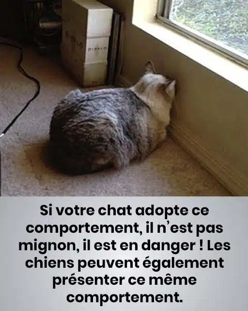 Le fait de presser la tête chez les chiens et les chats peut être un signe d'alerte pour une maladie