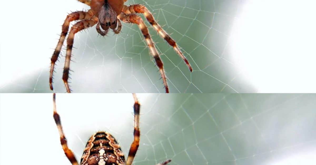 Le saviez-vous ? Une araignée dans votre maison pourrait être un signe puissant