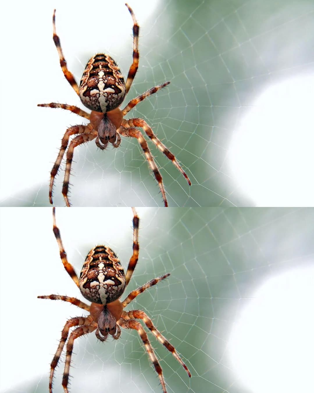 Le saviez-vous ? Une araignée dans votre maison pourrait être un signe puissant