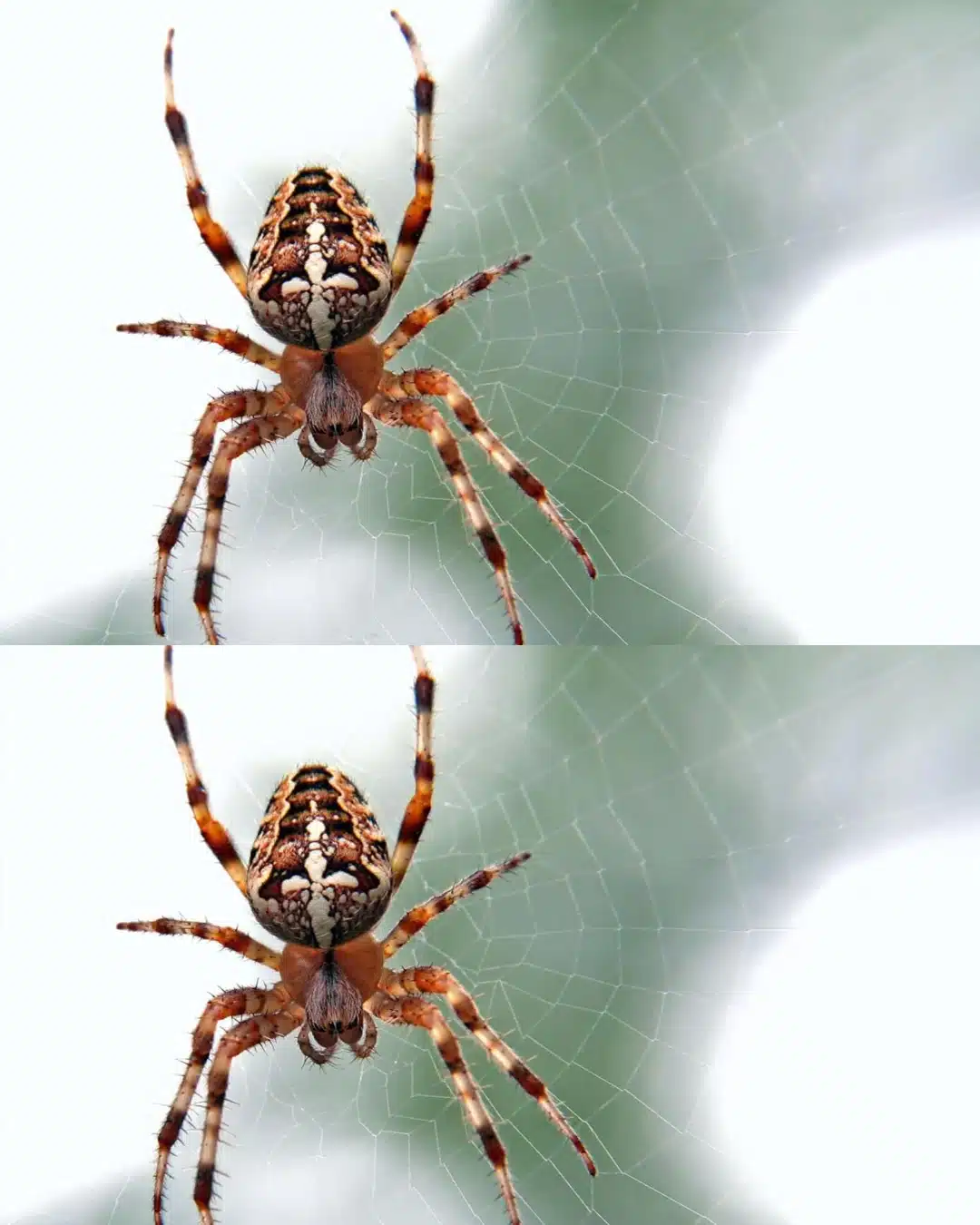 Le saviez-vous ? Une araignée dans votre maison pourrait être un signe puissant