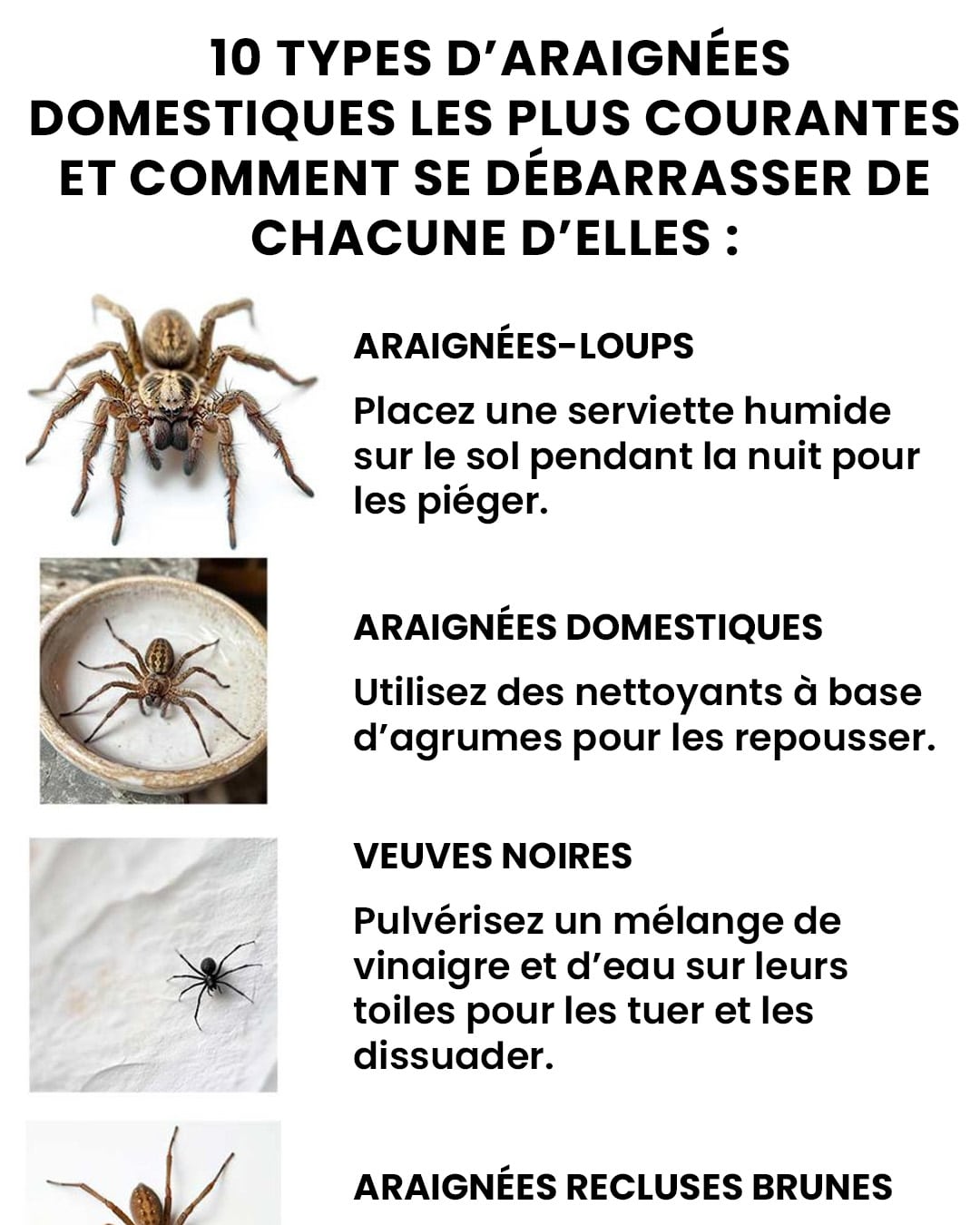 Les 10 types d’araignées domestiques les plus courants et comment se débarrasser de chacune d'elle.