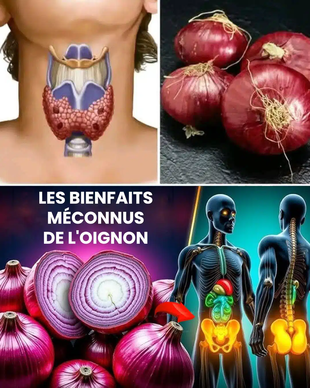 Les bienfaits des oignons pour la santé