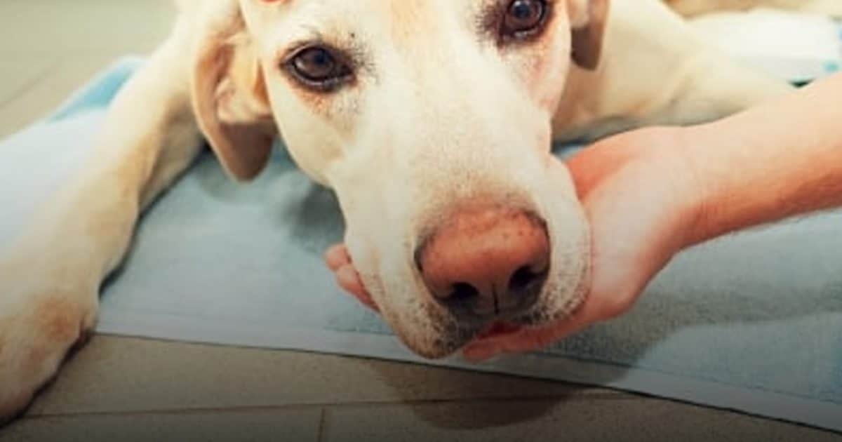 Les bons gestes à connaître en cas d’empoisonnement de votre animal de compagnie