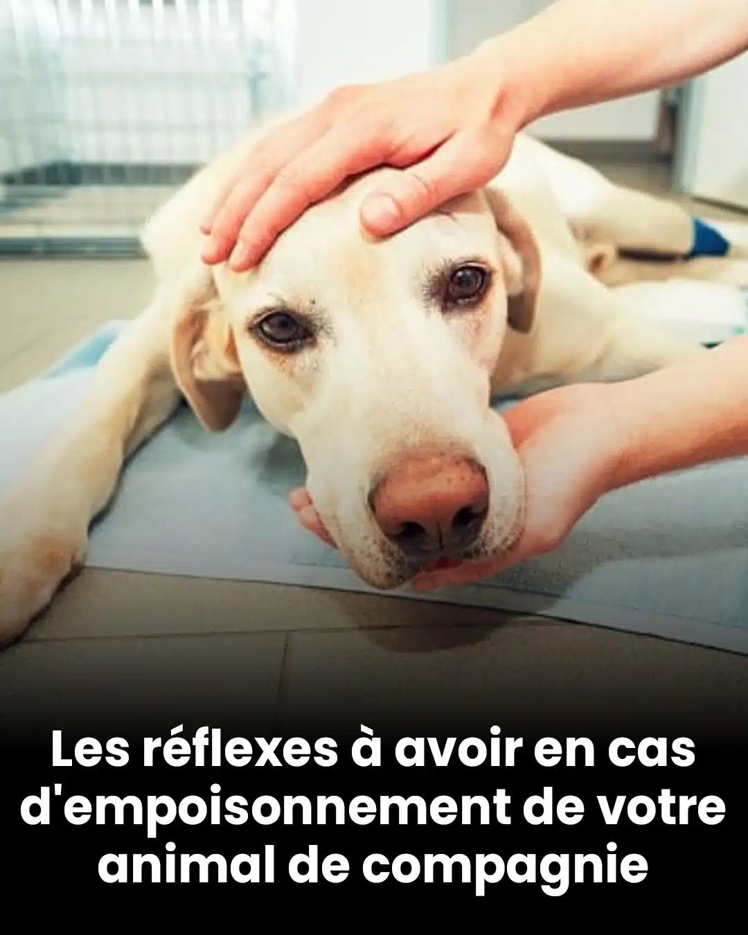 Les bons gestes à connaître en cas d’empoisonnement de votre animal de compagnie