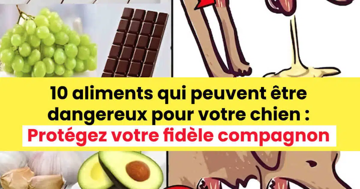 Les experts dévoilent : 10 aliments à risque pour les chiens – Sauvegardez la santé de vos animaux !