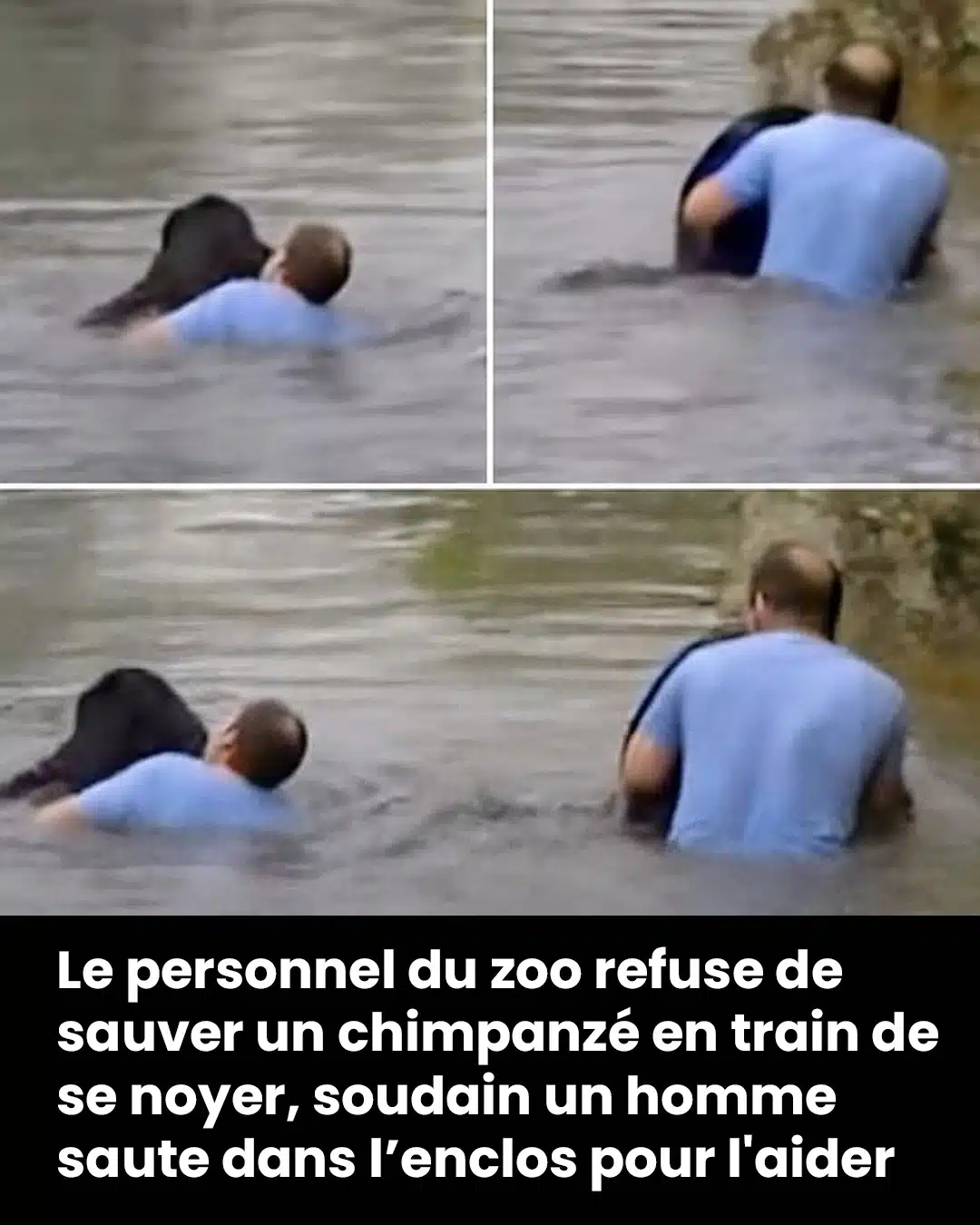 Les gardiens du zoo refusent de sauver un chimpanzé - puis un chauffeur de camion force l’entrée de sa cage