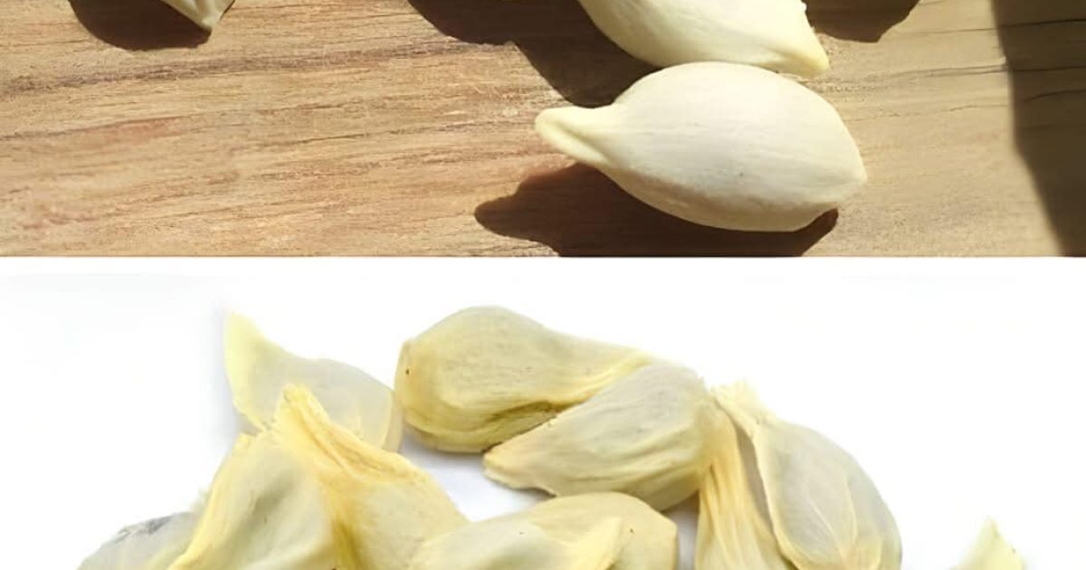Les graines de citron, bien que souvent négligées, ont des propriétés bénéfiques. Voici quelques façons utiles de les utiliser