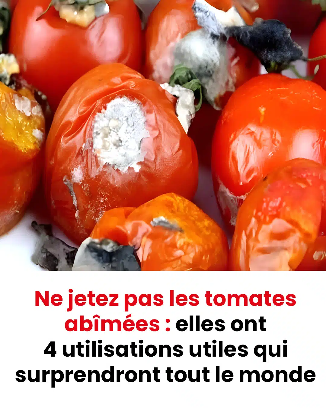 Les utilisations utiles des tomates pourries vous surprendront
