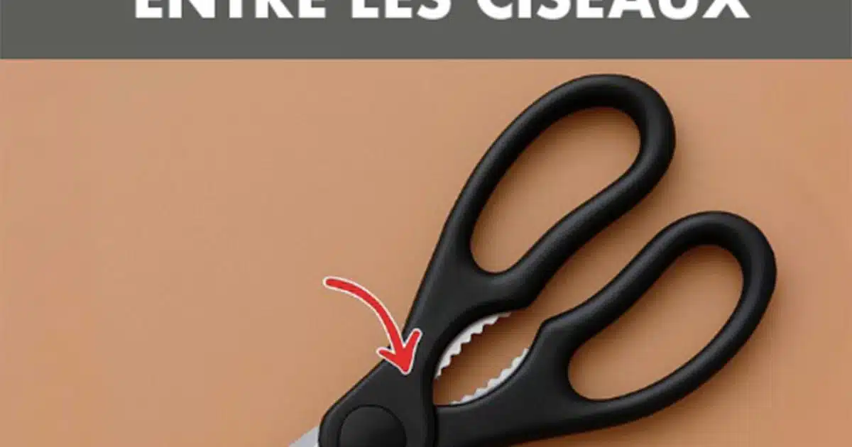 L'espace mystérieux dans les ciseaux : à quoi sert-il vraiment ?