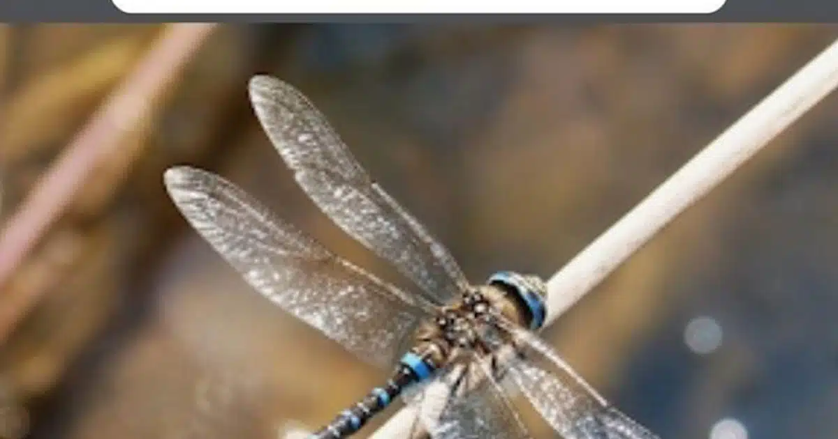 Libellule dans la maison : quelles significations ?