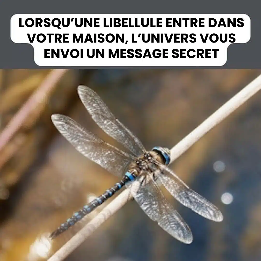 Libellule dans la maison : quelles significations ?