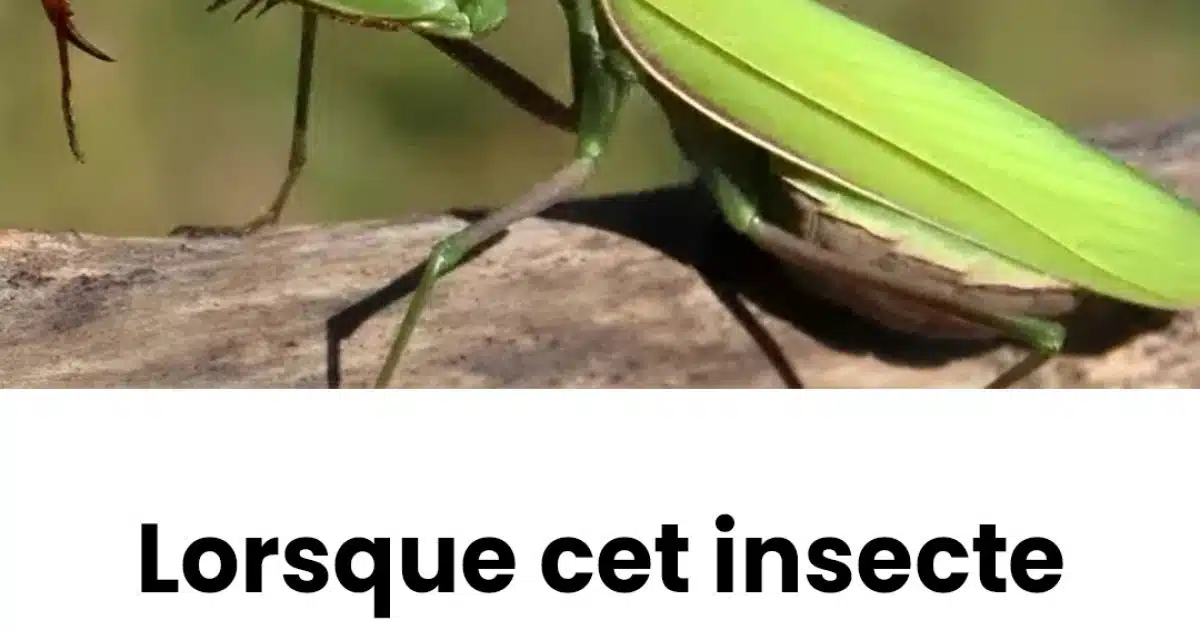 Lorsque cet insecte se pose sur vous, voici ce que l'univers essaie de vous dire