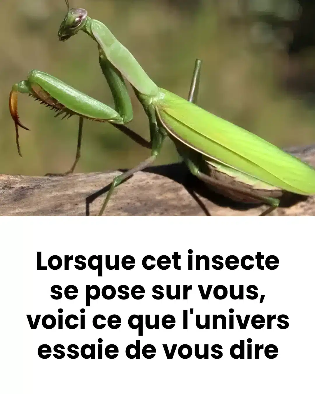 Lorsque cet insecte se pose sur vous, voici ce que l'univers essaie de vous dire