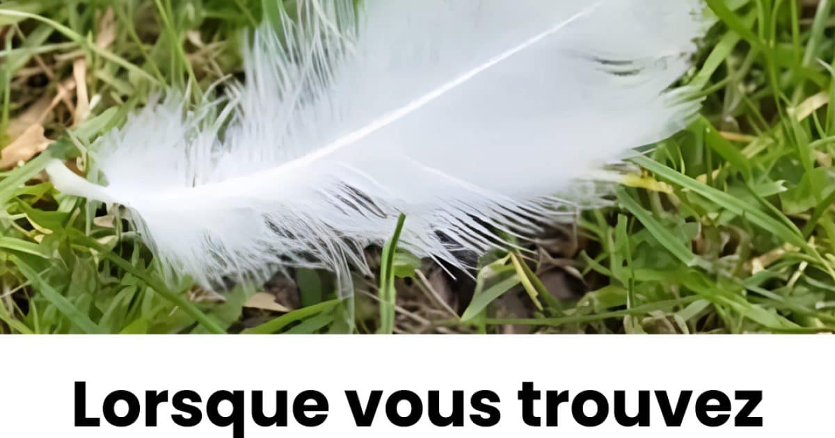 Lorsque vous trouvez une plume blanche, en voici la signification
