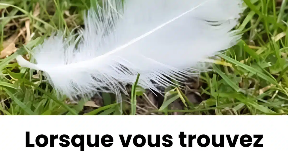 Lorsque vous trouvez une plume blanche, en voici la signification