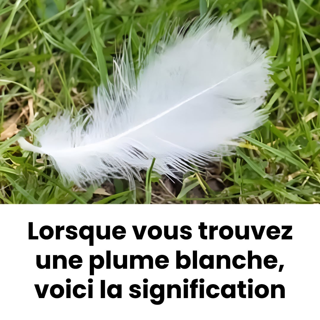 Lorsque vous trouvez une plume blanche, en voici la signification