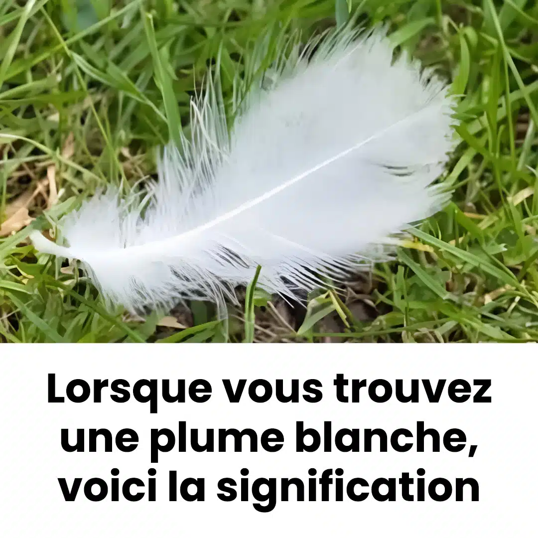 Lorsque vous trouvez une plume blanche, en voici la signification
