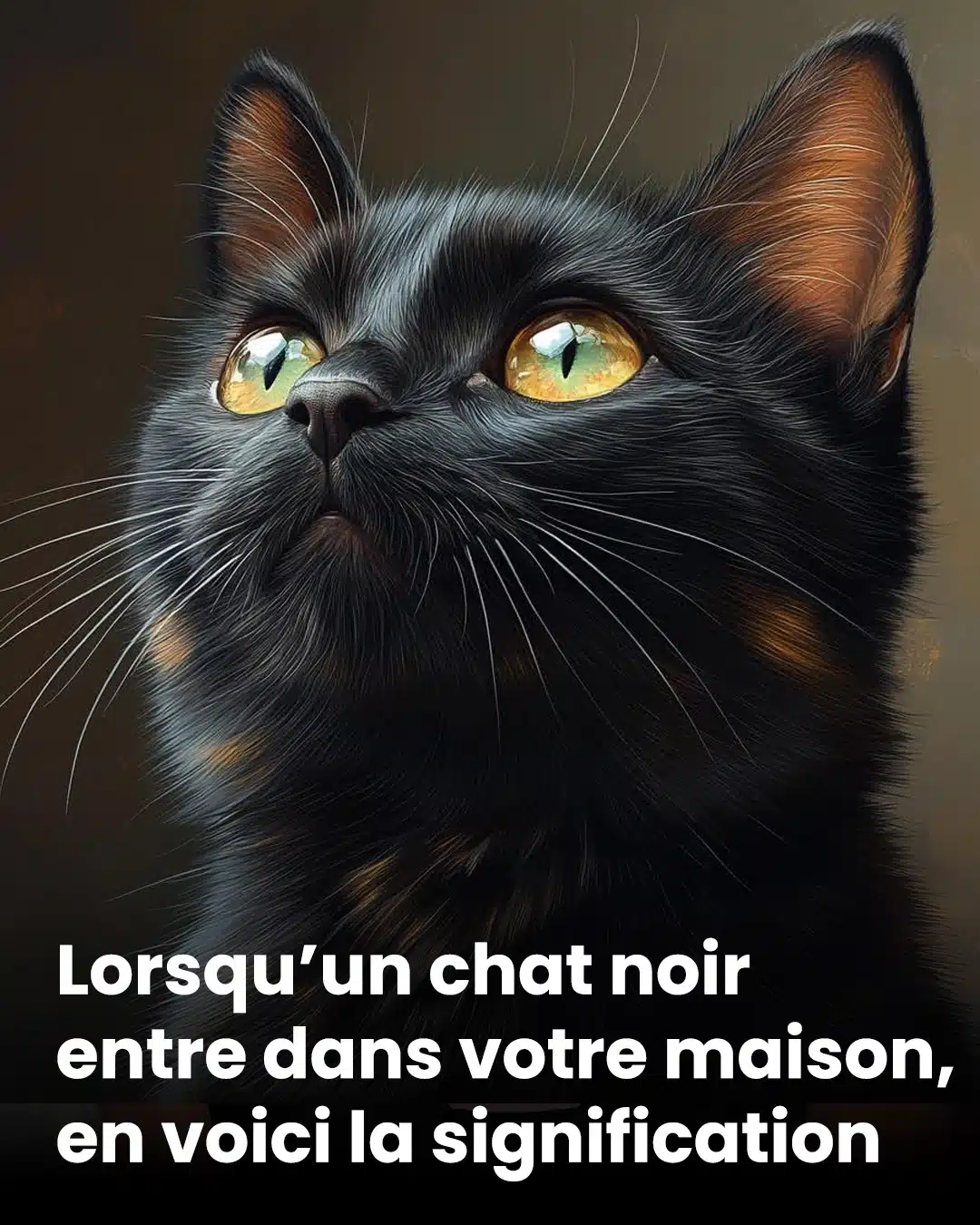 Lorsqu’un chat noir entre dans votre, en voici la signification
