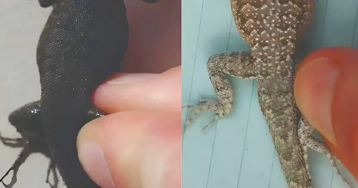 Lorsqu’un lézard visite votre maison, c’est un signe…