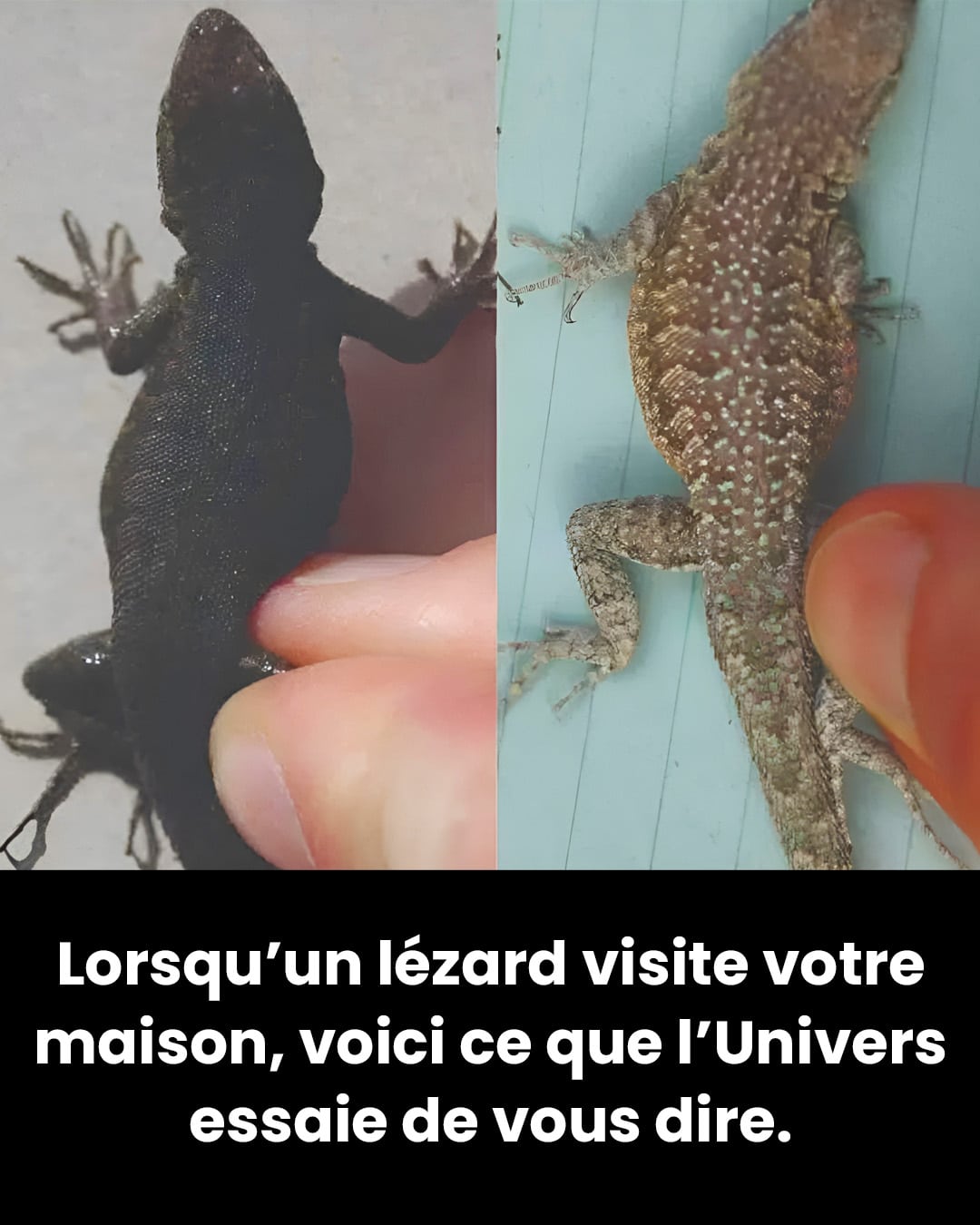 Lorsqu’un lézard visite votre maison, c’est un signe…
