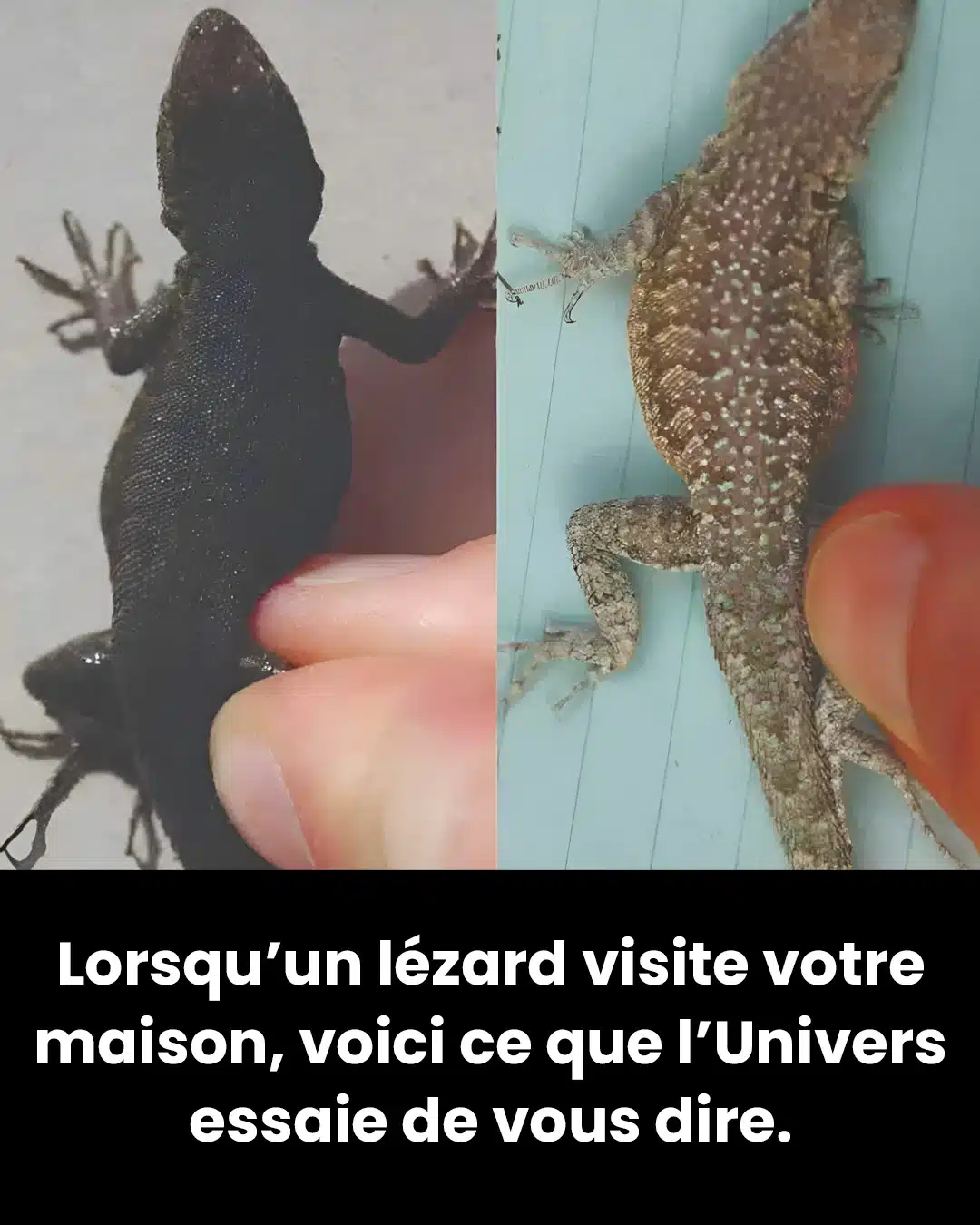 Lorsqu’un lézard visite votre maison, c’est un signe…