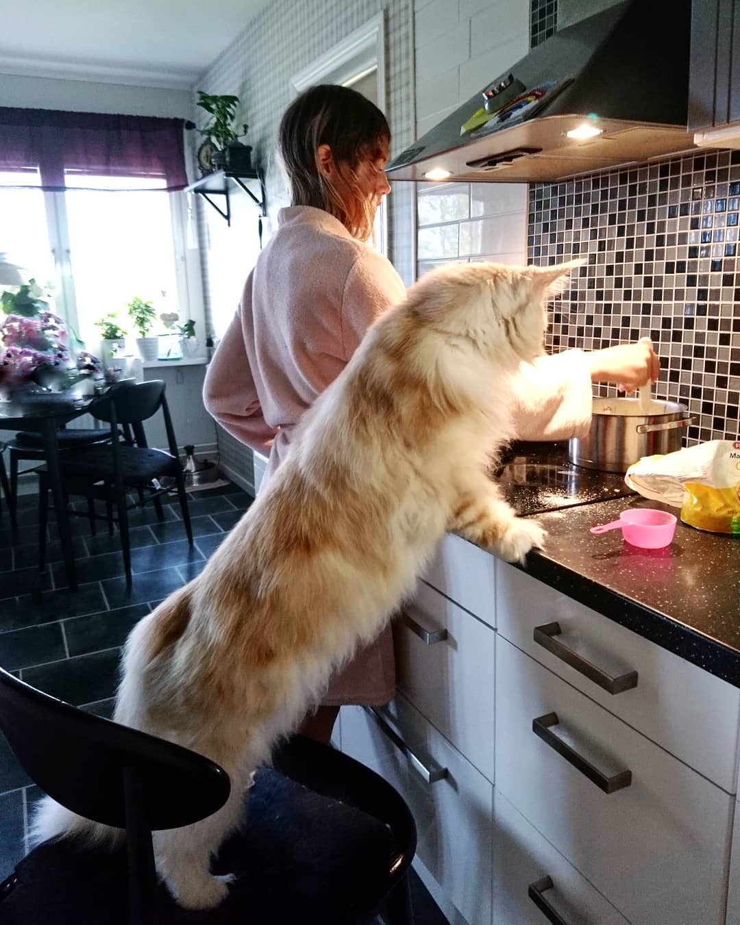 lotus le main coon
