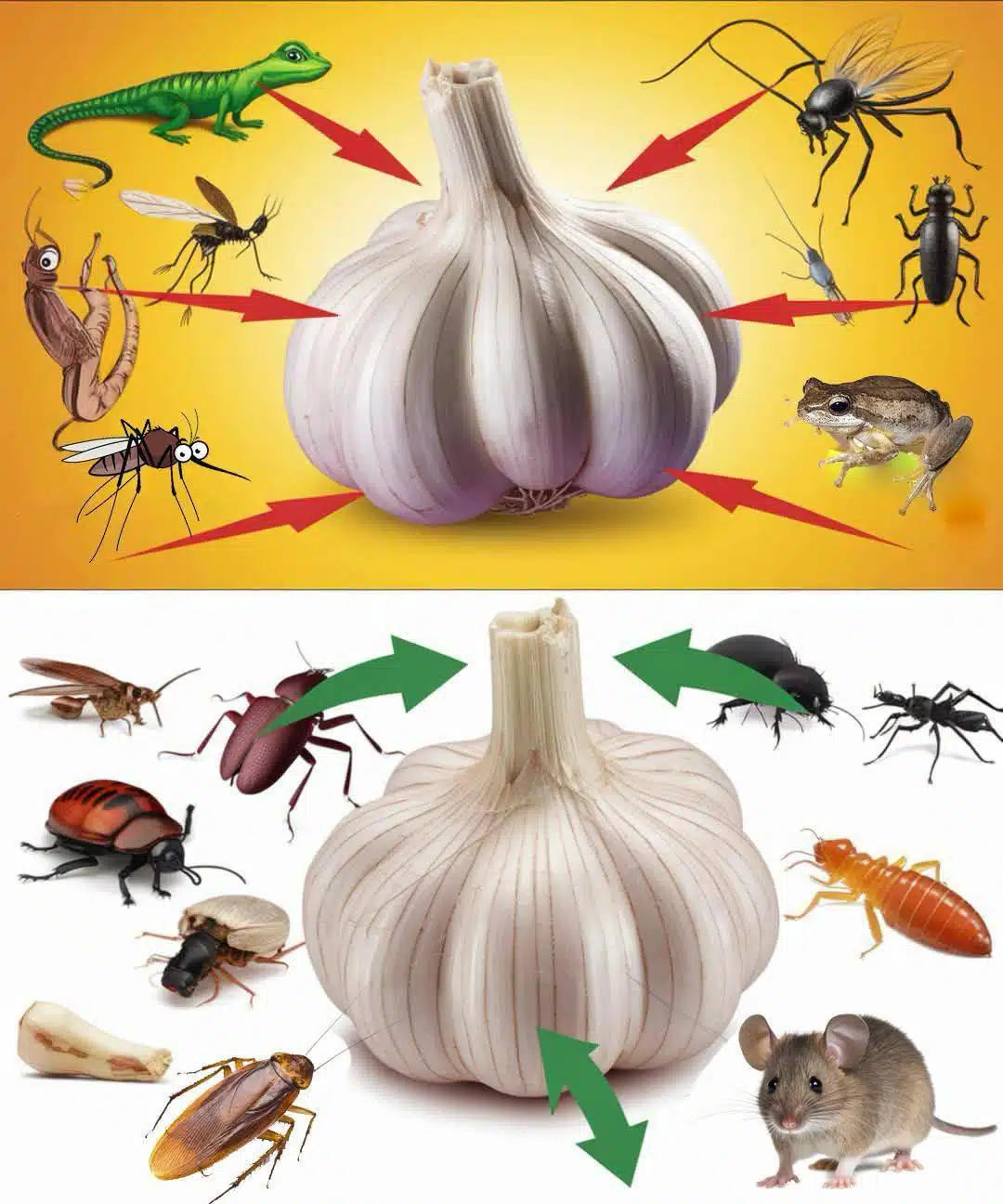 Lutte antiparasitaire naturelle avec de l’ail : une solution simple et sans produits chimiques.