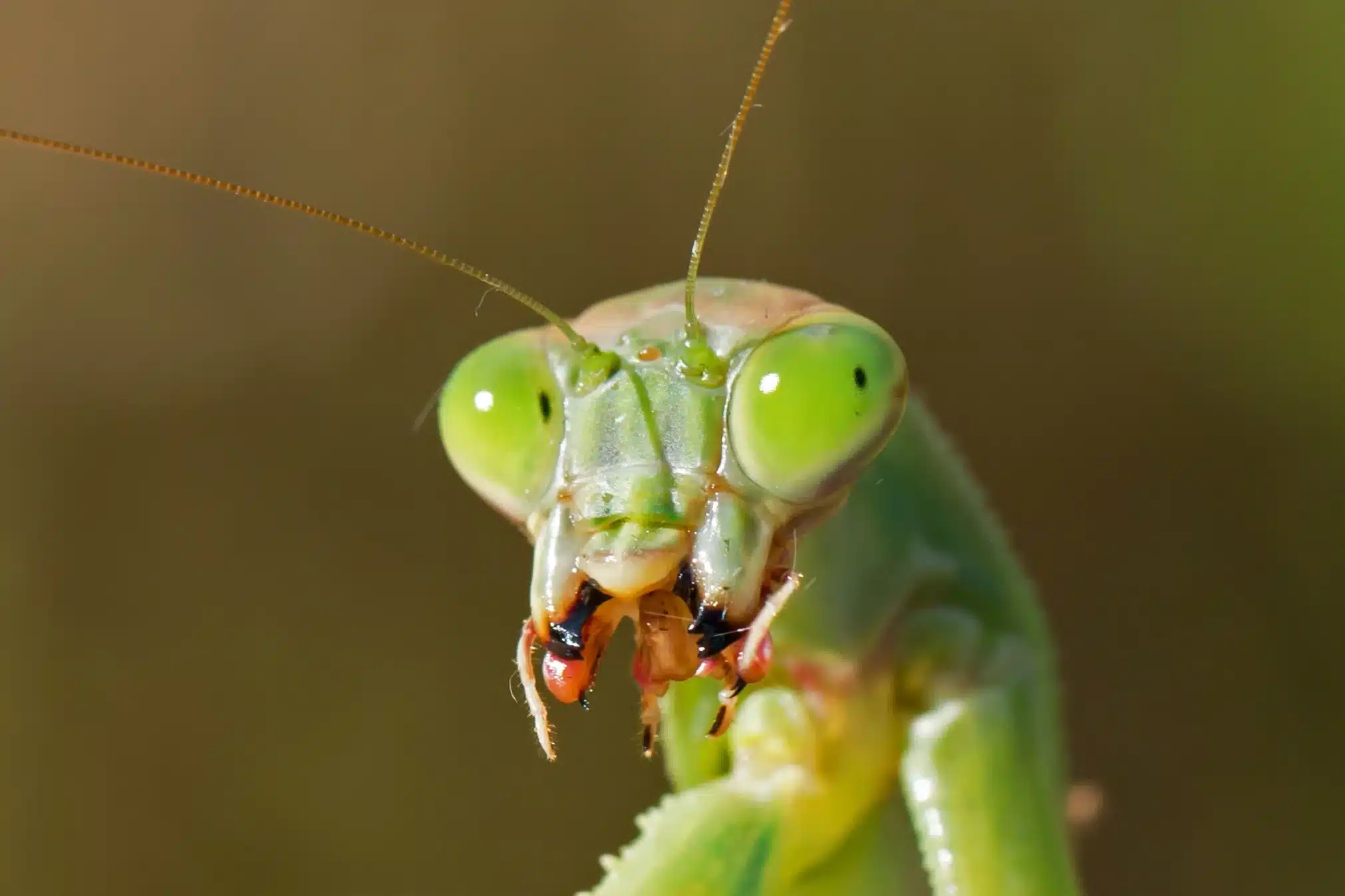 Gros plan sur une mante religieuse en macro photographie