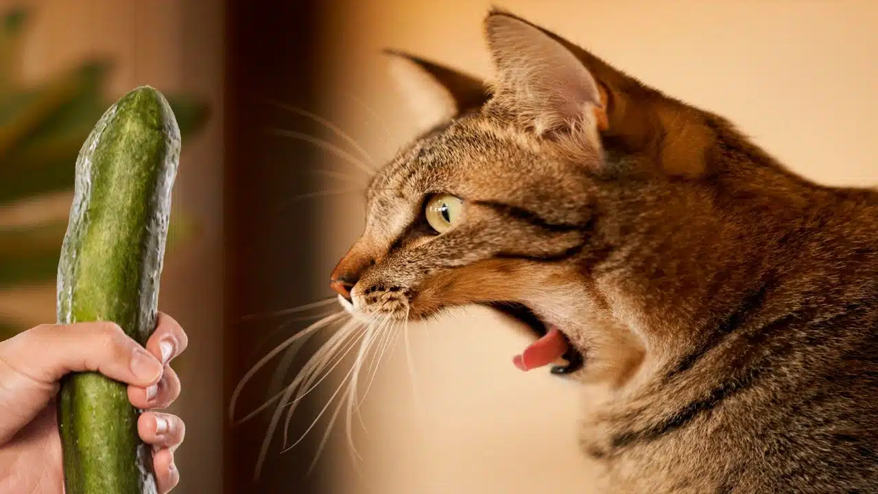 Chat surpris par un concombre derrière sa gamelle