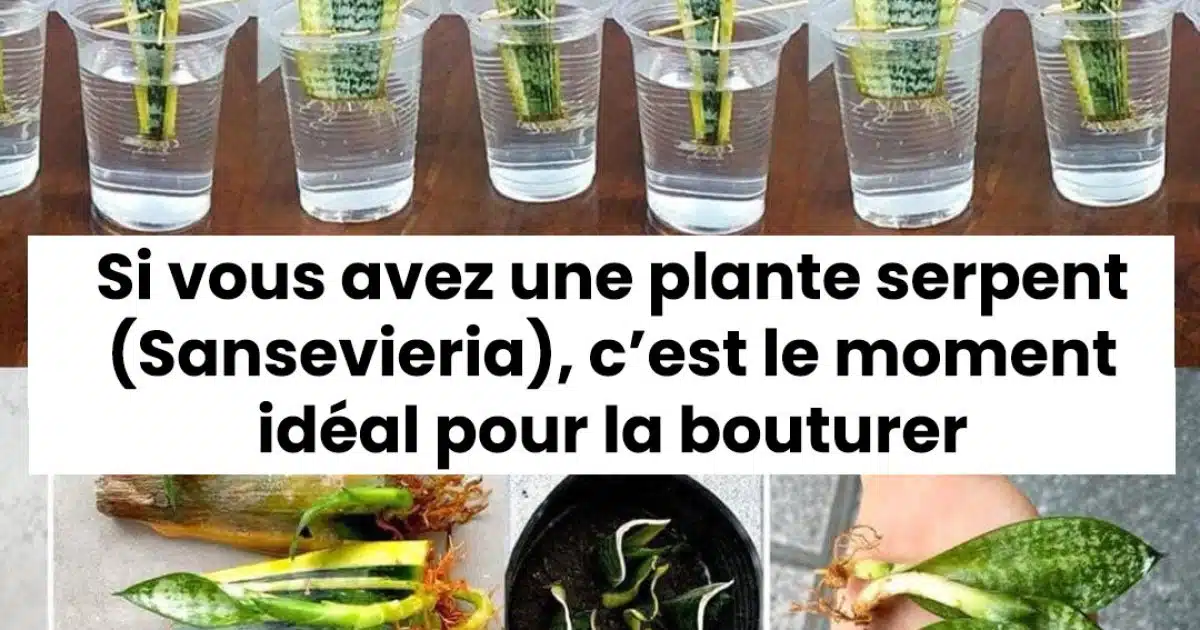 Méthodes faciles pour bouturer avec succès un Sansevieria
